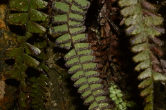 Adiantum malesianum