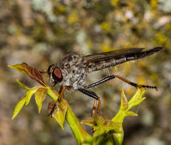 Neoitamus flavofemoratus
