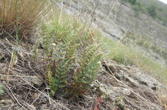 Paragymnopteris marantae