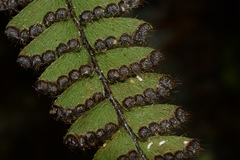 Adiantum malesianum