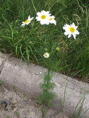 Tripleurospermum inodorum