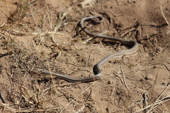 Dromicodryas bernieri