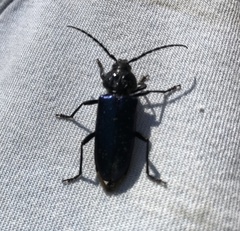 Semanotus amethystinus