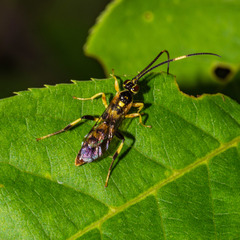 Cratichneumon paratus