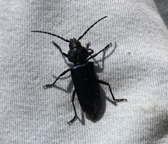 Semanotus amethystinus