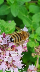 Apis mellifera