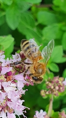 Apis mellifera