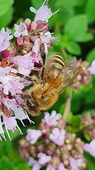 Apis mellifera