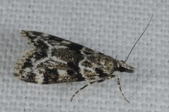 Eudonia delunella