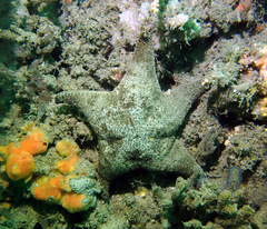 Anthenea sidneyensis