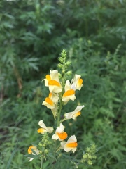 Linaria vulgaris
