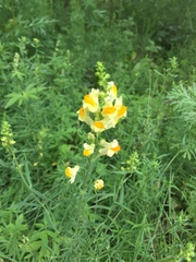 Linaria vulgaris