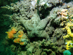 Anthenea sidneyensis