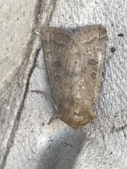 Hoplodrina octogenaria