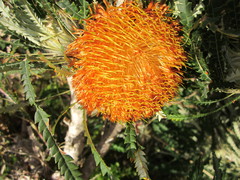 Banksia formosa