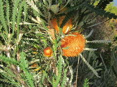 Banksia formosa