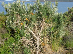Banksia formosa