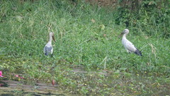 Anastomus oscitans