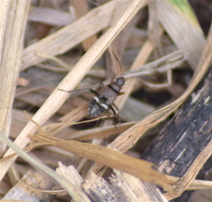 Pseudopamera nitidula