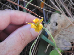 Calochortus monophyllus