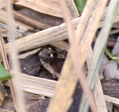 Pseudopamera nitidula