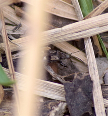 Pseudopamera nitidula