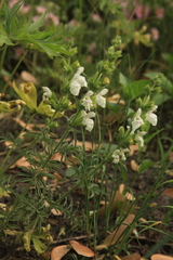 Salvia scabiosifolia