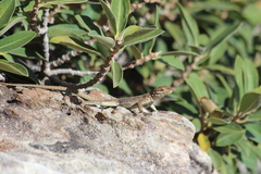 Oplurus quadrimaculatus