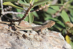 Oplurus quadrimaculatus