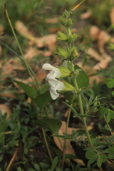 Salvia scabiosifolia