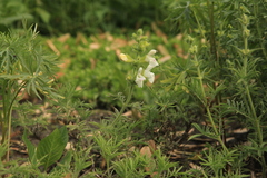 Salvia scabiosifolia