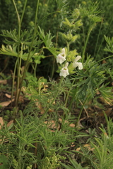 Salvia scabiosifolia