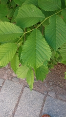 Ulmus
