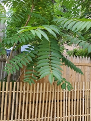 Ailanthus altissima