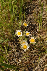 Townsendia florifera