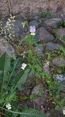 Viola tricolor