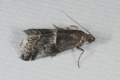 Acrobasis marmorea
