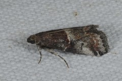 Acrobasis marmorea