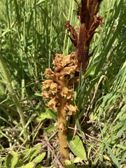 Orobanche elatior