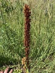 Orobanche elatior