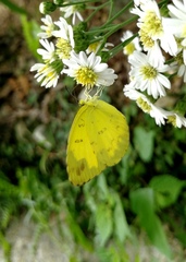 Eurema blanda