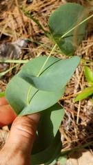 Baptisia perfoliata