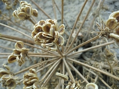 Zosima absinthifolia