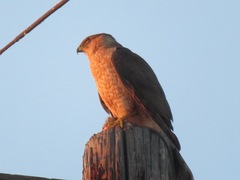 Accipiter cooperii