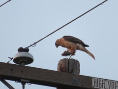 Accipiter cooperii