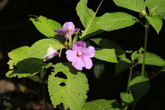 Impatiens pulcherrima