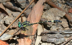 Austroepigomphus praeruptus