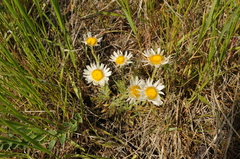 Townsendia florifera