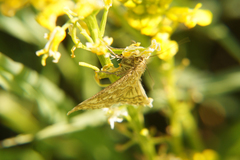 Evergestis frumentalis