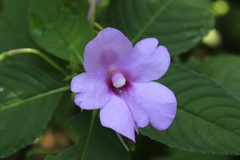 Impatiens pulcherrima